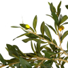 Large Artificial Olive Tree In Pot 120cm