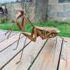 Lucky Praying Mantis Metal Outdoor Decor 54cm – Rust